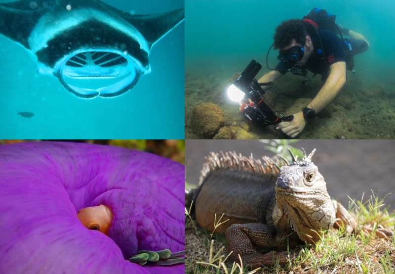 CURS D’INICIACIÓ A LA FOTOGRAFIA SUBAQUÀTICA