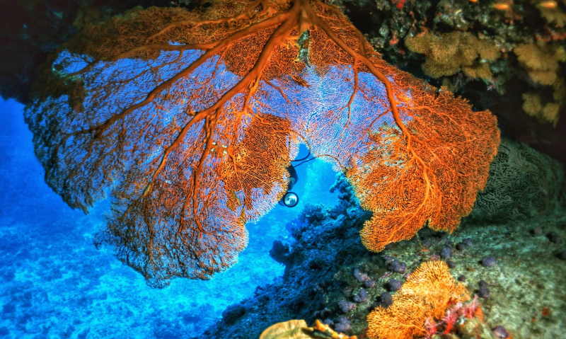 Exploració submarina a Austràlia - Pep Turull