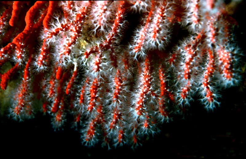 El corall i el coraller