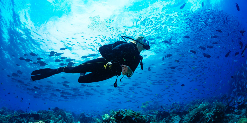 CURS DE BUSSEIG 1 ESTRELLA FECDAS/CEMAS