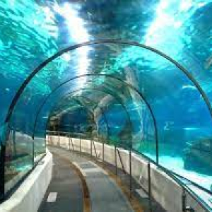 PROJECCIÓ A L'AQUÀRIUM DE IMATGES SUBMARINES 2