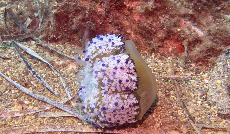 Sortida 8 de novembre a Platja d'Aro